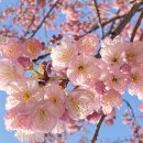 Blossom for you 이미지