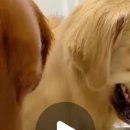 멍뭉이 밥상 이미지