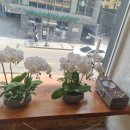 김대감봉평메밀촌 이미지