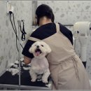 즐거운애견미용실 이미지