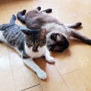 헬로가토스 이미지