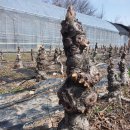 한솔농원 이미지