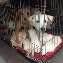 경미축산 이미지