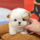 김해 강아지분양 베베몽 | 김해강아지분양 미유펫 안전분양