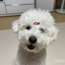 미스터 퍼피 펫 그루밍 | 플러쉬퍼피 후기 (강아지 샴푸, 컨디셔너, 슬리커빗 털관리 솔직 기록)