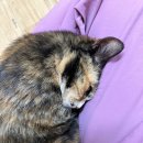 냥이와 양이 이미지