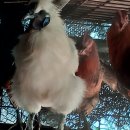 천안오골계농장 이미지