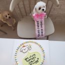 디케이크 D cake