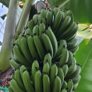 신기한농장 이미지