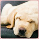 써클켄넬 | 견생역전 애견훈련소 강아지 입양 후 배변훈련법!