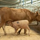 국립축산과학원 한우연구소 이미지