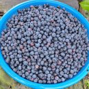 송재농장 Daum카페