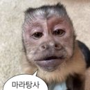마라캡틴 - 중랑구 봉화산로 217 | 마라캡틴