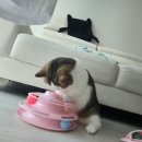 네꼬모리