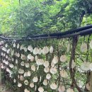 서해천수만청소년수련원 | [군산 근교 여행] 바다와 꽃의 환상 콜라보! 부안 변산반도 꽃구경 당일치기 투어 루트 베스트 3