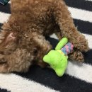 펫넘버원 이미지