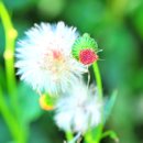 주홍목장 이미지