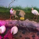 우포늪 생태 사진전 | 창녕 우포늪 생태체험장 아이랑 겨울여행 걱정 없는 실내 가볼만한곳