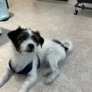 보미 펫 살롱 이미지