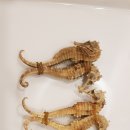 (주)해마