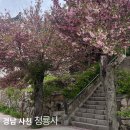 청룡사 | 경남 겹벚꽃 맛집 청룡사 솔직후기 | 주차장, 포토존