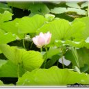 백초효소 만드는법.. 이미지