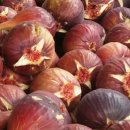 송지농장 이미지