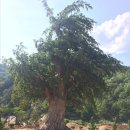 느티나무농장 이미지