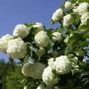 불두화(佛頭花)/ Snowball tree 이미지