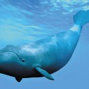 [동물 이야기] 200살까지 사는 장수 고래, &#39;특수 단백질&#39;과 &#39;추위&#39;가 비결이래요 이미지