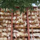 대선농장 이미지