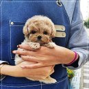 퍼피로그 강아지분양 창원점 이미지