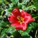 송강농장 이미지