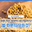 벌화분 효능 벌화분 먹는 법 이미지