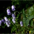 곰배령이야 이미지