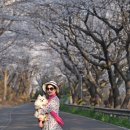 장평해안길 | 남해 왕지벚꽃길 절정