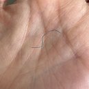 조이그루밍 | 5.9갤 아깽이 단미수술+중성화+입원 후기