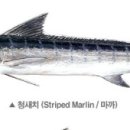안참치 이미지