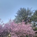 화원유원지 | #558 대구 국내여행 겹벚꽃 명소 추천 🌸 @화원유원지 산책코스 인생샷 후기