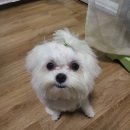 메이숑 이미지