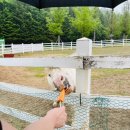 재홍목장 | 대관령 하늘목장 다녀왔어요💛