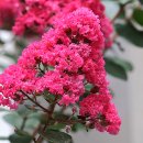 분홍빛 뽀글이 배롱나무꽃 이미지