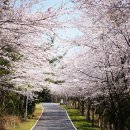 호텔 봄 이미지