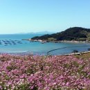 신방한라동백@ 3 이미지