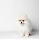 하이, 멍 이미지