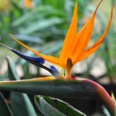 순천만 풍경 이미지