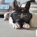 맑은숲동물병원 이미지