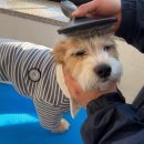 개뭉치 반려견 훈련센터 | 대구 반려견 훈련, 혼내지 않아도 변하는 긍정 교육