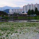 천내교 Daum카페