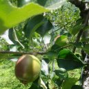 영석농장 이미지